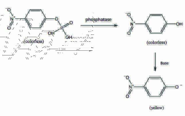 碱性磷酸酶与PNPP反应原理图