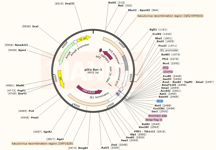 pIEx/Bac-3（pIExBac3）