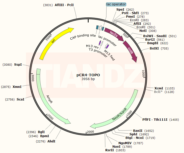 pCR4-TOPO(pCR4TOPO)