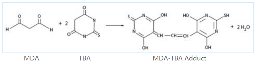 YT315型脂质氧化水平检测试剂盒(MDA试剂盒)(丙二醛检