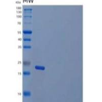 人干扰素α-4重组蛋白