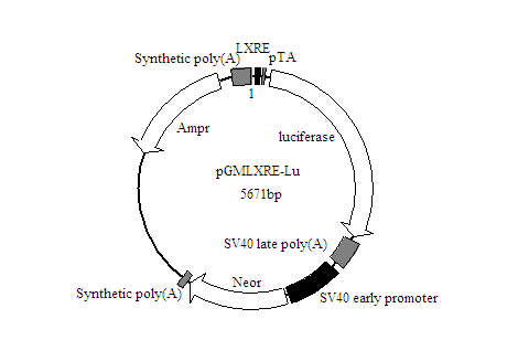 北京现货琼脂糖厂家直销