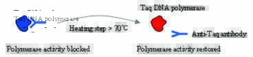 taq酶抗体工作原理