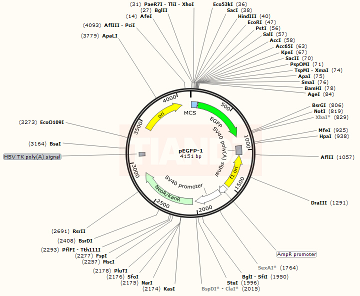 pEGFP-1(pEGFP1)(60908-2610)