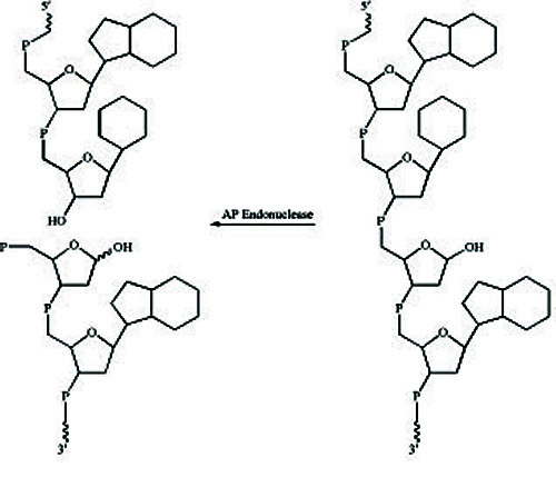 人源脱嘌呤/脱嘧啶核酸内切酶反应示意图
