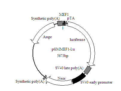 MEF1-Luc荧光素酶报告基因质粒批发