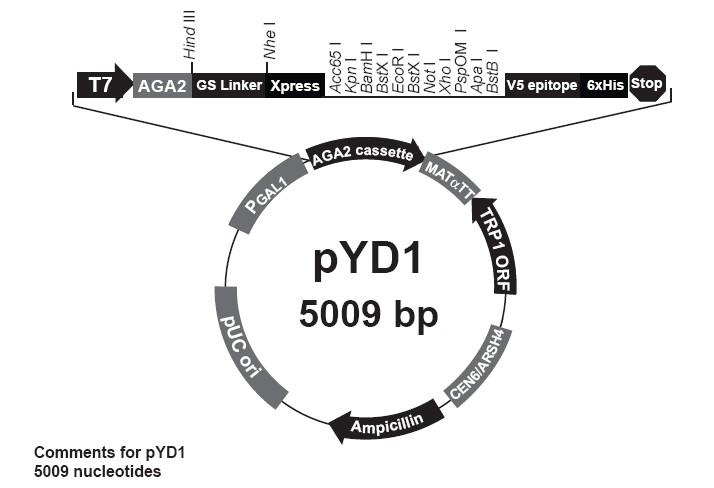 pYD1产品信息