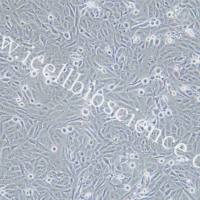 KHOS-240S 人骨肉瘤细胞/STR鉴定/镜像绮点(Cellverse)