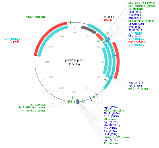 pSUPER-puro产品信息