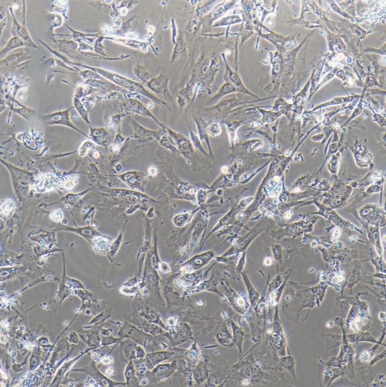 hTERT-HPNE 人胰腺导管细胞/STR鉴定/镜像绮点（Cellverse）
