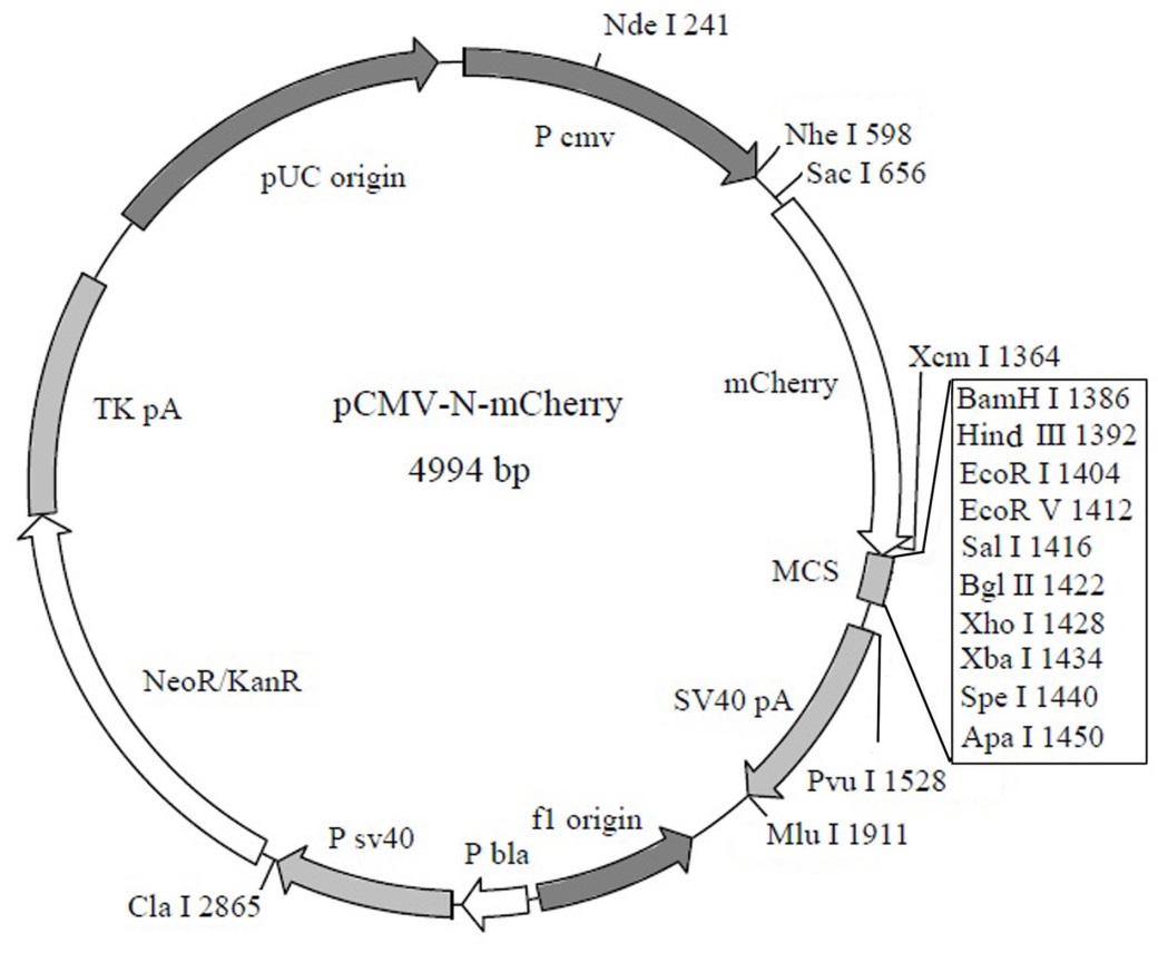 北京N端mCherry标签融合蛋白质粒(红色荧光蛋白)价格厂