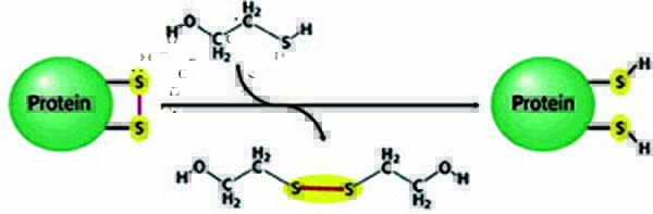 β-巯基乙醇还原反应示意图