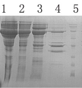 BL21(DE3)感受态细胞(pTf16分子伴侣)