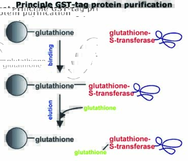 一站式GST标记蛋白质微量纯化套装原理