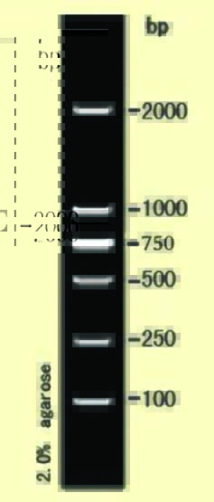 DNA marker(100-2000bp)