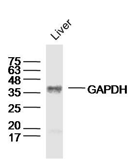 GAPDH-Loading Control3-磷酸甘油醛脱氢