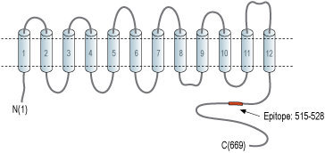 Anti-Na+/H+ Exchanger 6 (NHE-6