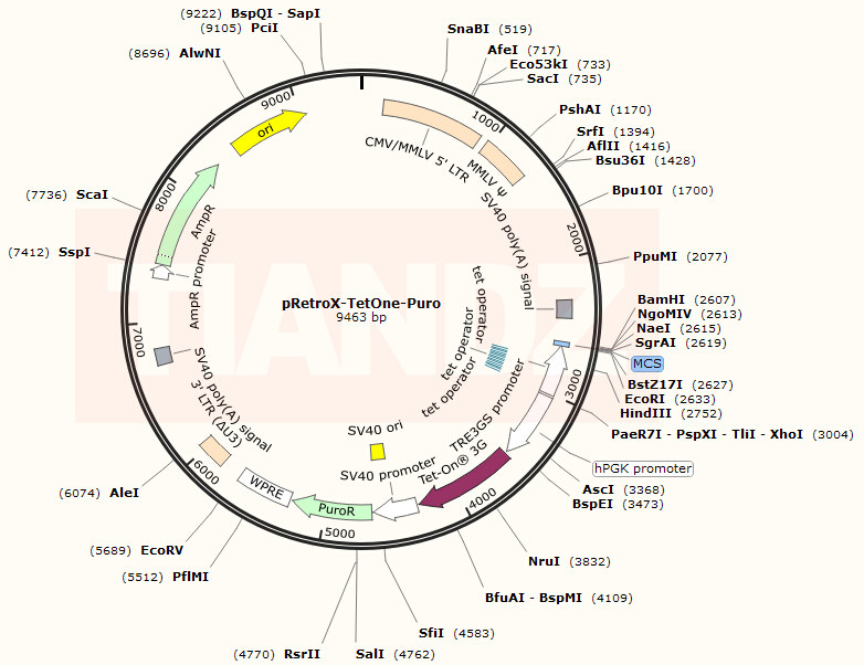 pRetroX-TetOne-Puro（pRetroXTet