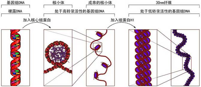 北京现货磷酸化Histone H3(Ser10位点)抗体厂家