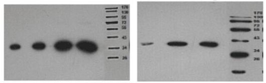 标签蛋白阳性对照