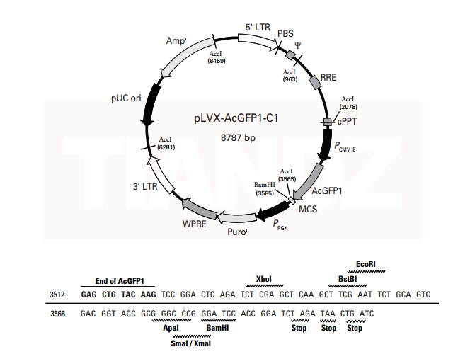 pLVX-AcGFP1-C1(pLVXAmCyan1C1)(