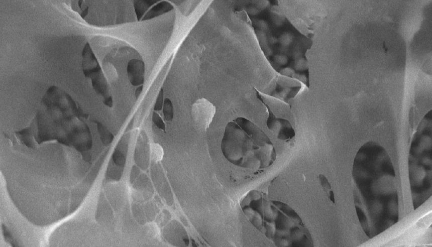 AKITA器官芯片应用--骨芯片_曼博生物