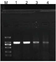2×Complex Taq PCR MasterMix厂家价