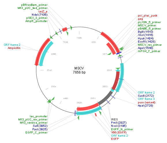 MSCV-IRES-EGFP产品信息