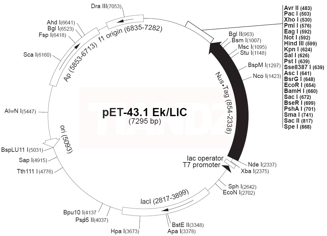 pet43.1-EK-LIC载体图谱