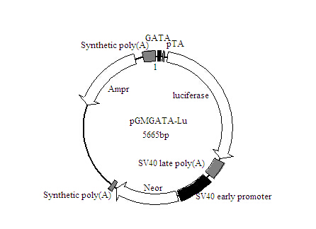 EGR1-Luc荧光素酶报告基因质粒价格厂家