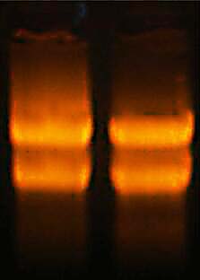 一站式RNA电泳套装