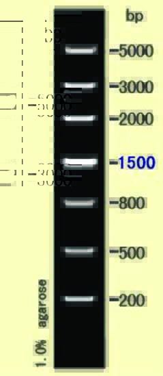 DNA ladder(200-5000bp)