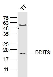 DDIT3 GADD153抗体