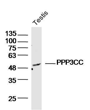 PPP3CC antibody