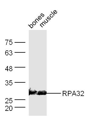 RPA32 antibody