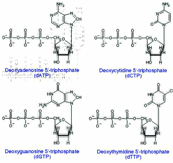 dNTP的分子结构