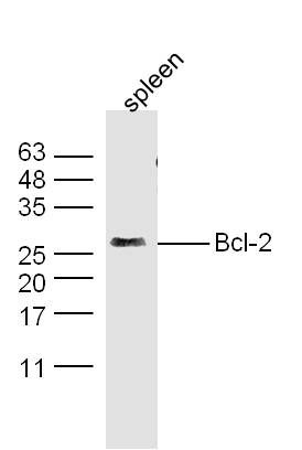 Bcl-2 antibody