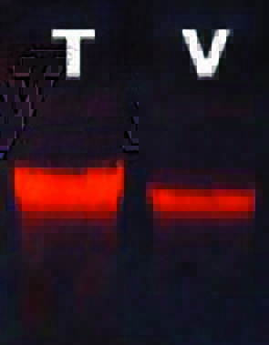 硅胶膜离心吸附柱系列(小量提取)