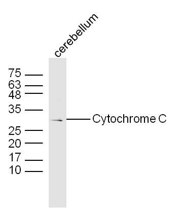 Cytochrome C细胞色素C抗体
