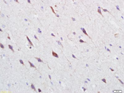 GPR25 G蛋白偶联受体25抗体