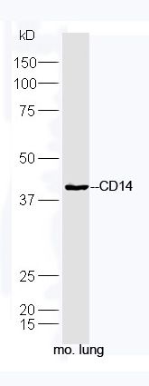CD14内毒素受体抗体