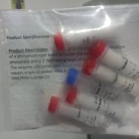 qiagen 凯杰优秀代理商 L6030-HC-L T4 DNA连接酶（快速）