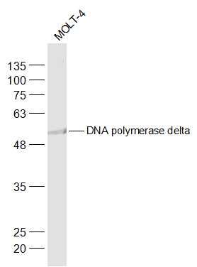 DNA polymerase delta antibody