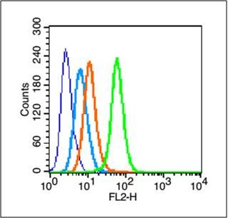 phospho-c-Jun (Ser63) antibody