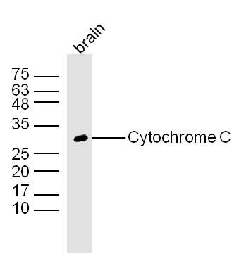 Cytochrome C细胞色素C抗体