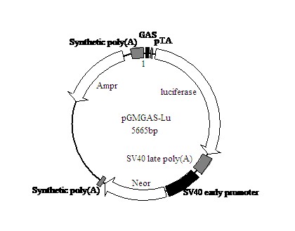 北京现货内质网红色荧光探针(活细胞)优惠