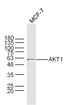 AKT1蛋白激酶B抗体
