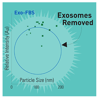 Exo-FBS, heat inactivated