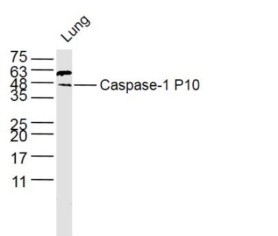 Caspase-1 P10 antibody