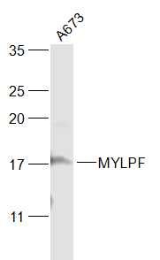 MYLPF antibody